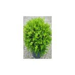 Tüplü Şimşir (Buxus Sempervirens) Fidanı 10-20 Cm