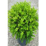 Tüplü Şimşir (buxus Sempervirens) Fidanı 20-30 cm