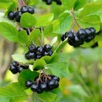 Tüplü Siyah Aronia Chokeberry Fidanı