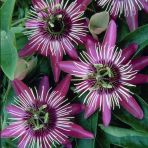 Tüplü Soğuklara Dayanıklı Pembe Çiçekli Passiflora Victoria Çiçeği Fidanı
