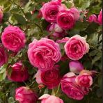 Tüplü Soğuklara Dayanımlı Kokulu Rosa Rampicanti Pembe Sarmaşık Gül Fidanı