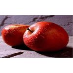Tüplü Tam Bodur Fuji Kiku Elma Fidanı