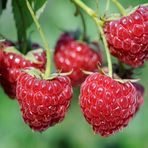 Tüplü Tatlı Yediveren Ruby Ahududu Fidanı