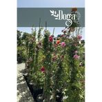 Tüplü Uzun Sarmaşık Gül Fidanı Karışık Renk 5 Yaş