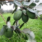 Tüplü Verimli Feijoa (Kaymak Ağacı) Fidanı