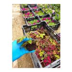 Tüplü Yaprak Güzeli Çiçeği Fidesi (8 Adet Paket)(7 Cm 'Lik Siyah Poşette)