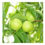 Tüplü Yarı Bodur Early White Nektarin Fidanı