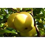 Tüplü Yarı Bodur Golden Elma Fidanı