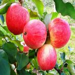 Tüplü Yarı Bodur Pink Lady Elma Fidanı