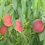 Tüplü Yarı Bodur Transvalia(Transvalya) Şeftali Fidanı
