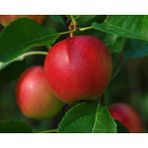 Tüplü Yarıbodur Yazlık Summer Red Elma Fidanı
