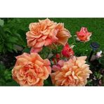 Tüplü Yediveren Kokulu Kayısı Tonlarında Aloha Rose Sarmaşık Gül Fidanı