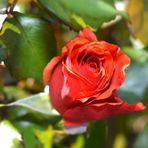 Tüplü Yediveren Königin Der Rosen Kokulu Gül Fidanı