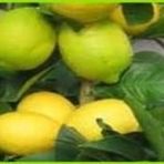 Tüplü Yediveren Limon Fidanı Saksılı