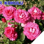 Tüplü Yediveren Mor Kokulu Gül Fidanı