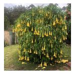 Tüplü Yellow Brugmansia Meleklerin Borozanı Fidanı