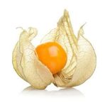 Tüplü Yer Kirazı (Physalis) Altın Çilek Fidanı (20-40 Cm)