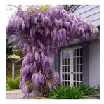 Tüplü Yoğun Kokulu Wisteria Sinensis Mor Salkım Fidanı (40-60 CM)
