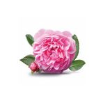 Tüplü Yöresel Reçellik Kokulu Pembe Isparta Gülü Fidanı 15-25 Cm