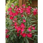 TÜPLÜ ZAKKUM FİDANI PEMBE ÇİÇEKLİ NERİUM OLEANDER