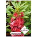 Türbe Çiçeği (ımpatiens Balsamina) Çiçek Tohumu 30 Adet
