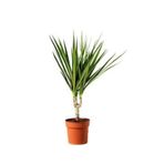 TURKİYE FİDAN 1.Kalite Dracena Marginata Madagaskar Dragon Ağacı 20-30 cm Tekli Saksıda