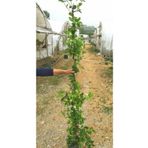 TURKİYE FİDAN Dolgun Arap Yasemini 150/200 cm