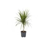 TURKİYE FİDAN Tekli 1.Kalite Dracena Marginata, Madagaskar Dragon Ağacı, 40-60 cm,