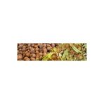 Türkiye'nin Salepcisi - Salep Tohumu 10 Adet CT7895