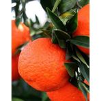 Turkuaz Fidancılık Klemantin Mandarin Fidanı