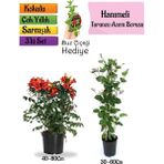 Turuncu Borazan Çiçeği+Kokulu Hanımeli Çiçeği+Buz Çiçeği Hediyeli 3'lü Peyzaj Seti