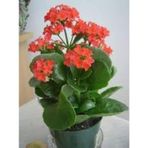 Turuncu Kalanşo Kalanchoe Emel Hanım Kardeş Kanı Çiçeği 10-20 Cm