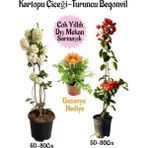 Turuncu Renk Gazanya Çiçeği 1 Adet Saksılı/Tüplü(15-25 cm) Çiçekli Balon Bitkisi