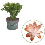 Turuncu Renk Yılbaşı Çiçeği 1 Adet 10-20 cm Saksılı Schlumbergera
