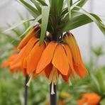 Turuncu Renkli Aurora Fritillaria Imperialis Ters Lale Soğanı 1