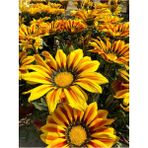Turuncu-Sarı Renk Gazanya Çiçeği 1 Adet Saksılı/Tüplü(15-25 cm) Çiçekli Balon Bitkisi