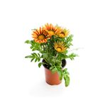 Turuncu-Sarı Renk Gazanya Çiçeği 1 Adet Saksılı/Tüplü(15-25Cm) Çiçekli Balon Bitkisi, SRD03022025BYB671