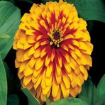 Turuncu Zinnia Kirli Hanım Çiçeği Tohumu -40 Adet