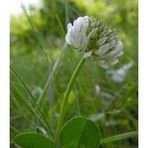 Üçgül Tohumu 1 Kg- Süs Yoncası ( Trifolium Repens )