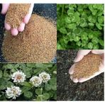 Üçgül Tohumu 500 GR Ak Üçgül Tohumu Aküçgül Tohumu Süs Yoncası