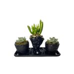 Üçlü Helen Serisi Crassula Hobbit Ve Sukulent Tasarım
