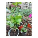Uçuk Pembe Ortanca Çiçeği Fidanı 10-20 Cm