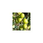 Ucuzluk Diyarı 1 Adet ( Ayvalık ) Zeytin Fidanı Tüplüdür 1,5 Yaş 80-90 cm