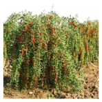 Ucuzluk Diyarı 1 Adet Goji Berry Fidanı ( Nq1 ) Saksıdadır