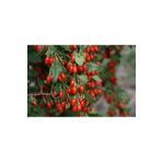 Ucuzluk Diyarı 2 Adet Goji Berry ( Kurt Üzümü ) Fidanı