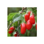 Ucuzluk Diyarı 4 Adet Goji Berry ( Kurt Üzümü ) Fidanı