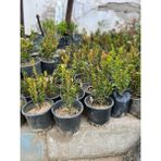 Ucuzluk Diyarı Himalaya Şimşir Fidanı
