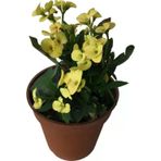 Ucuzluk Diyarı Milli Euphorbia Dikenler Tacı Sarı