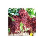 Ucuzluk Diyarı Red Globe Üzüm Fidanı Tüplüdür 1,5 Yaş - Ağaç Fidanı