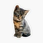 Ufak Bebek Kedi Araba Oto Sticker Etiket Renkli E6